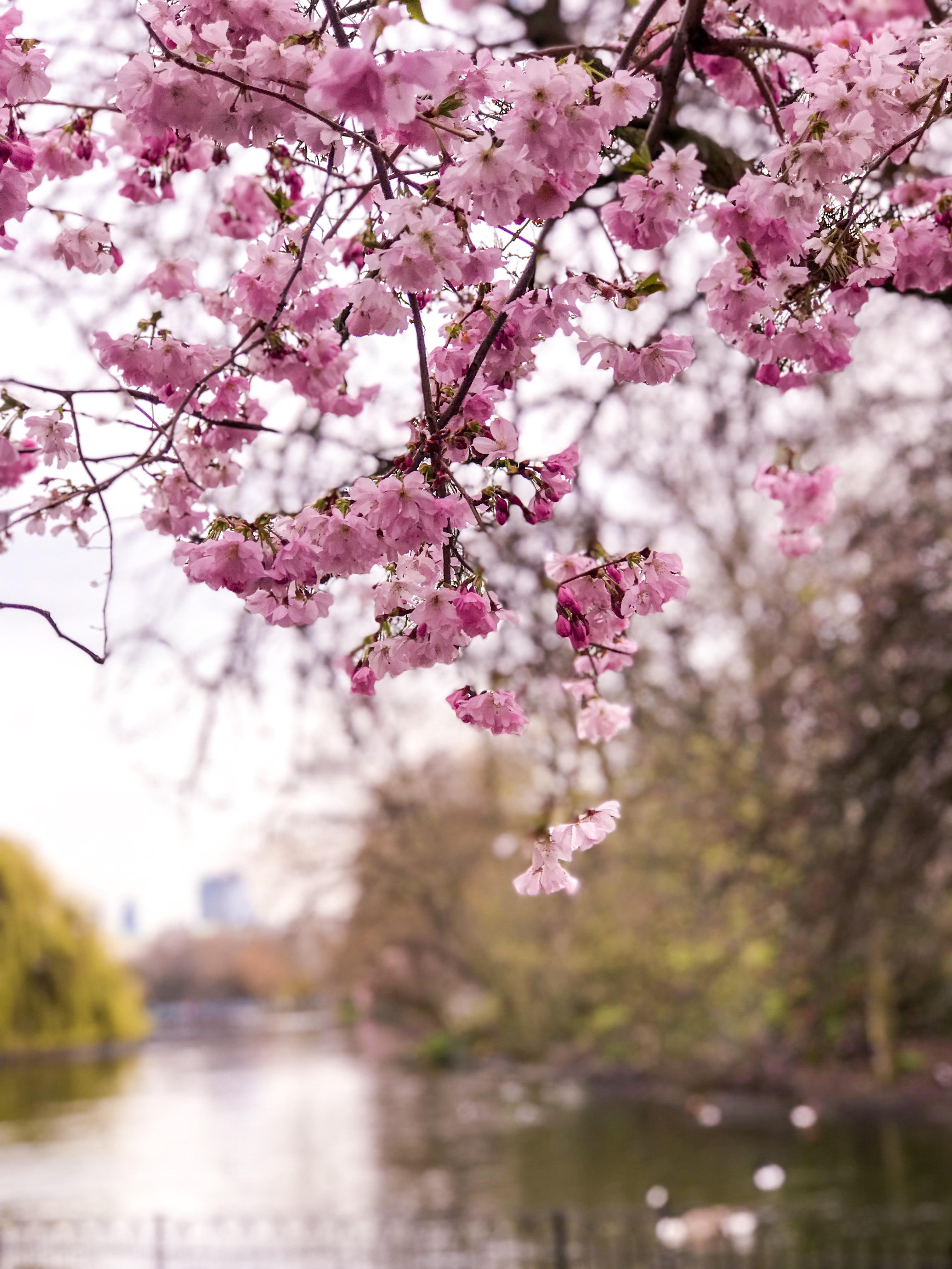 A Londoner’s Guide to Spring, 2019