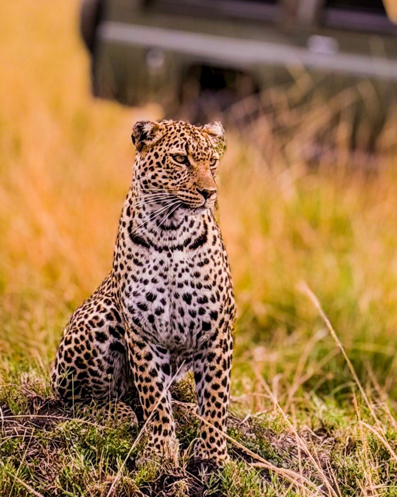 masai mara travel guide